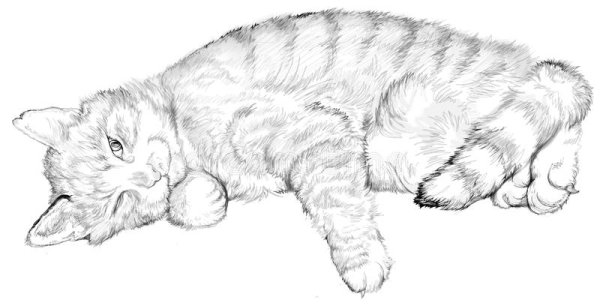 Картинки раскраски котик спит (43 фото)