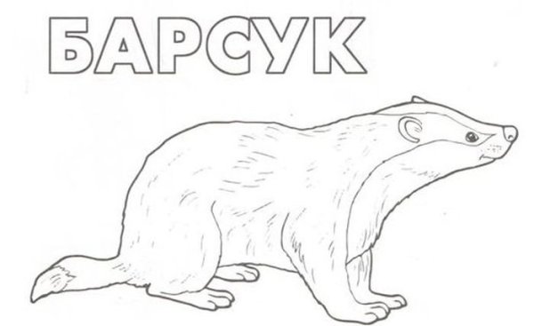Раскраска Дикие животные барсук
