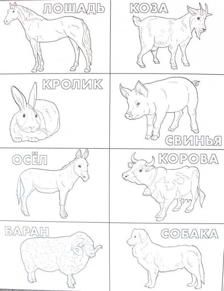 Домашние и Дикие животныерасскраска