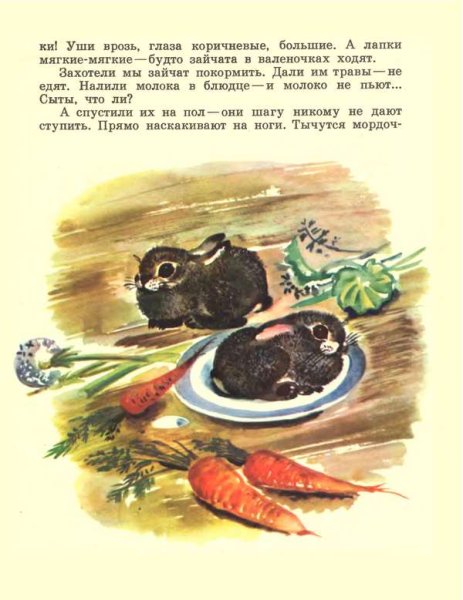 Иллюстрации к рассказу Чарушина про зайчат