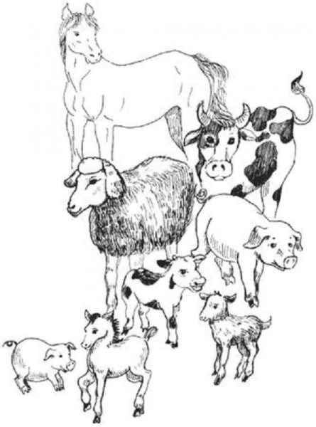 Домашние животные и их Детеныши