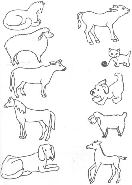 Дикие и домашние животные раскраска