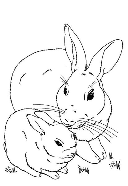 Белка с бельчатами раскраска для детей