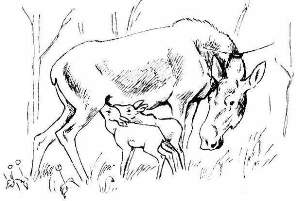 Поросенок раскраска