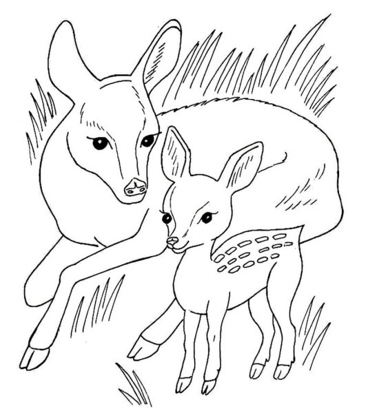 Раскраска слон и Слоненок