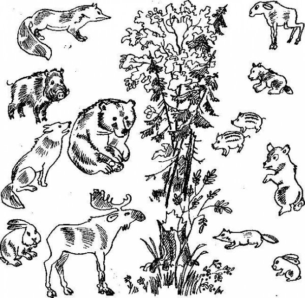 Кенгуру раскраска для детей