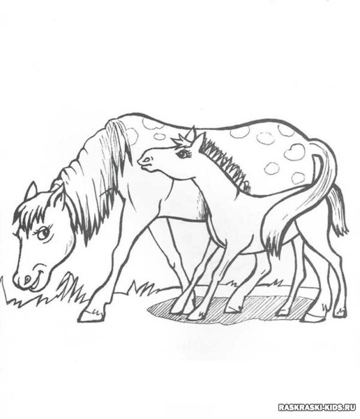 Раскраска "Дикие животные"