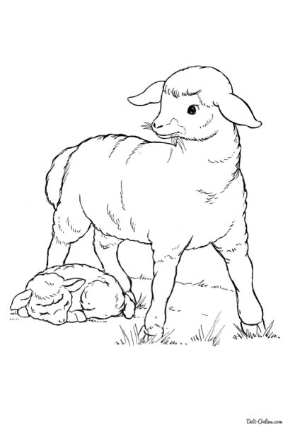 Животные задания для дошкольников