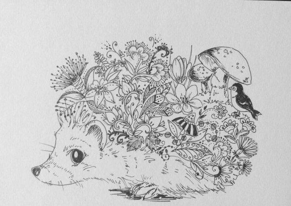 Раскраска аиссесс Ежик