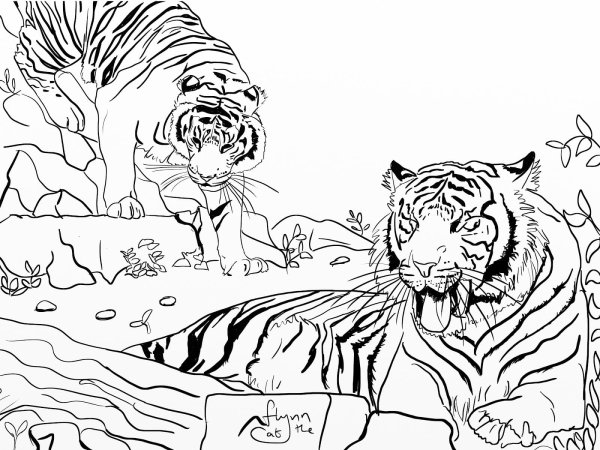 Картинки раскраски тигра в хорошем качестве (54 фото)