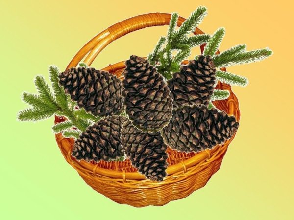 Константин Паустовский корзина с еловыми шишками