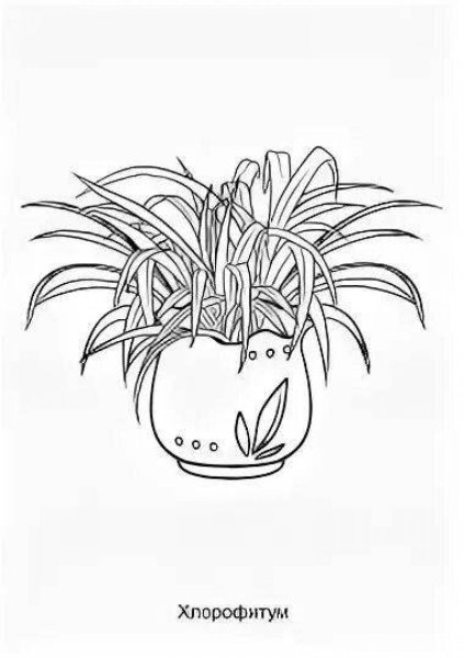 Цикламен Кузнецова рисунок