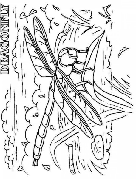 Стрекоза и муравей раскраска