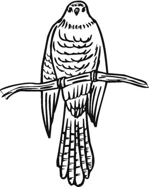 Финист Ясный Сокол нарисовать