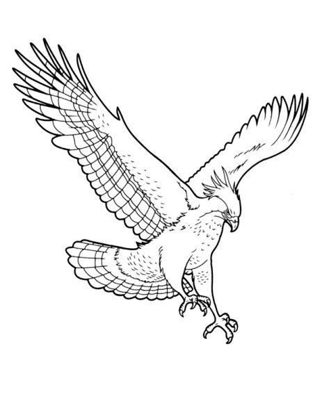 Коршун рисунок карандашом