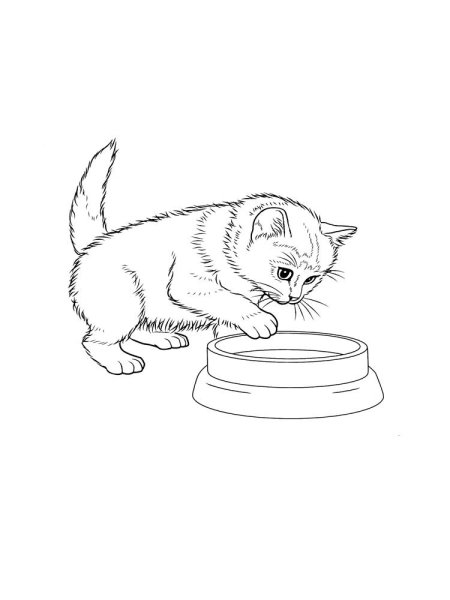 Раскраска. Котики