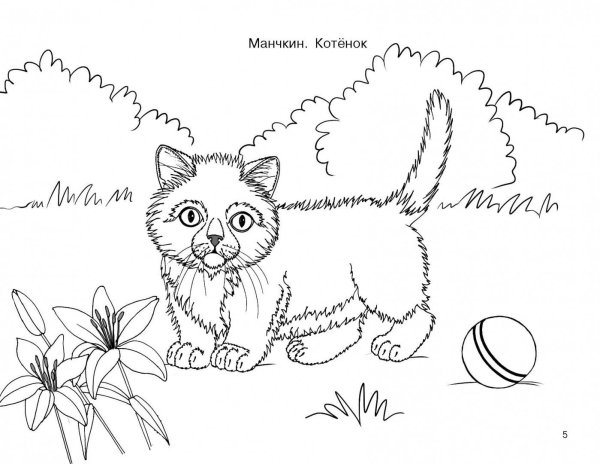 Раскраска к рассказу котенок