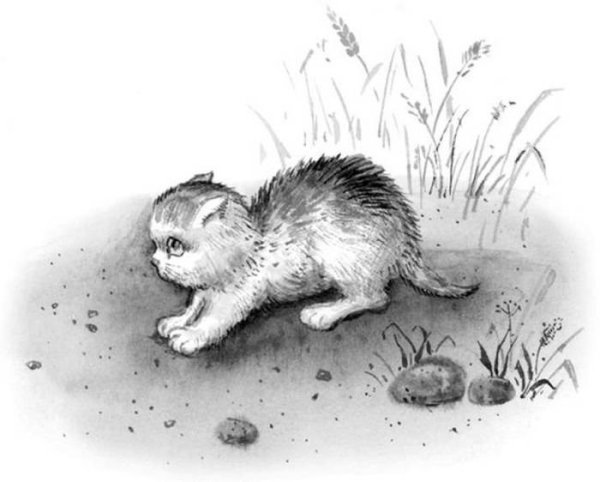 Лев Николаевич толстой котенок