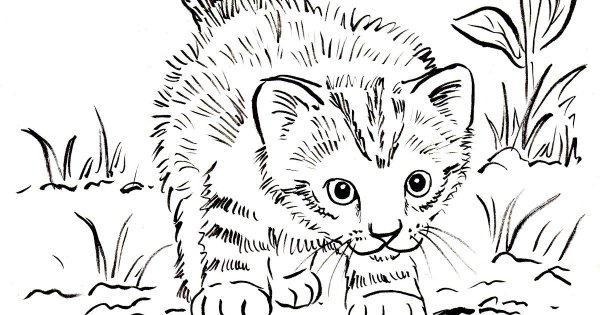 Котенок. Раскраска