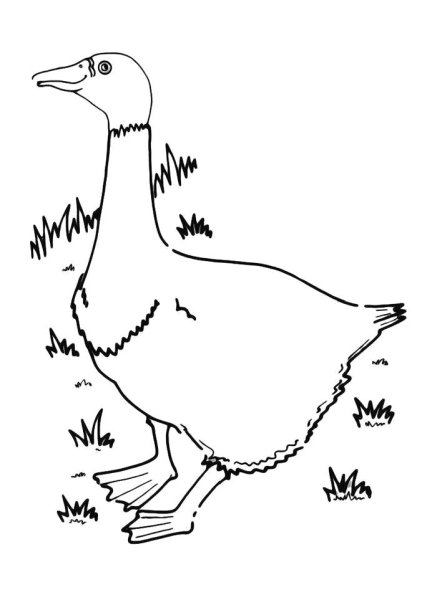 Золотой Гусь раскраска