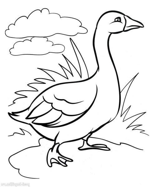 Золотой Гусь раскраска для детей