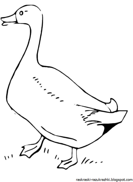 Гусь раскраска