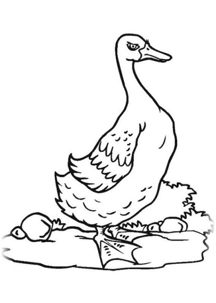 Раскраска утка и Гусь