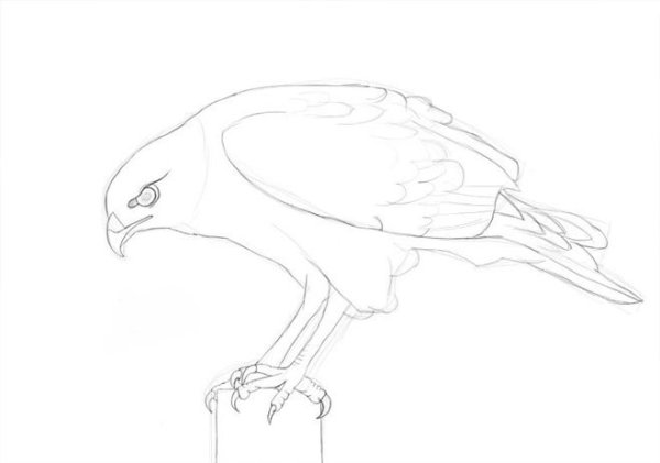 Рисунок Сокола карандашом для срисовки