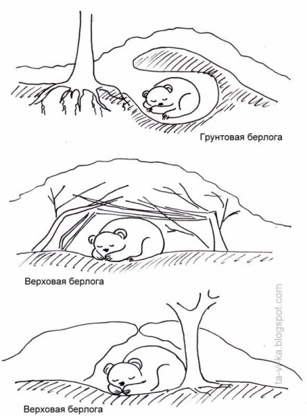 Медведь в берлоге раскраска для детей