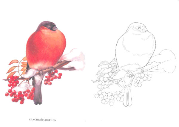 Снегирь на ветке раскраска