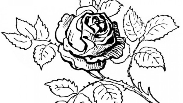 Картинки раскраски роза цветок на белом фоне (52 фото)