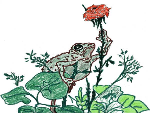 Картинки раскраски гаршин сказка о жабе и розе (51 фото)
